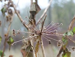 Bild, Winterblume