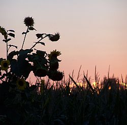 Bild Abenddmmerung